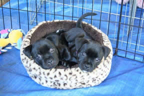 Puppies at six weeks of age